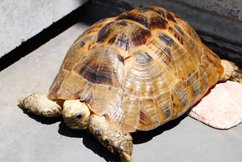 ギリシャリクガメ　チョコさん