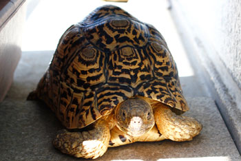 ヒョウモンリクガメ　パンちゃん